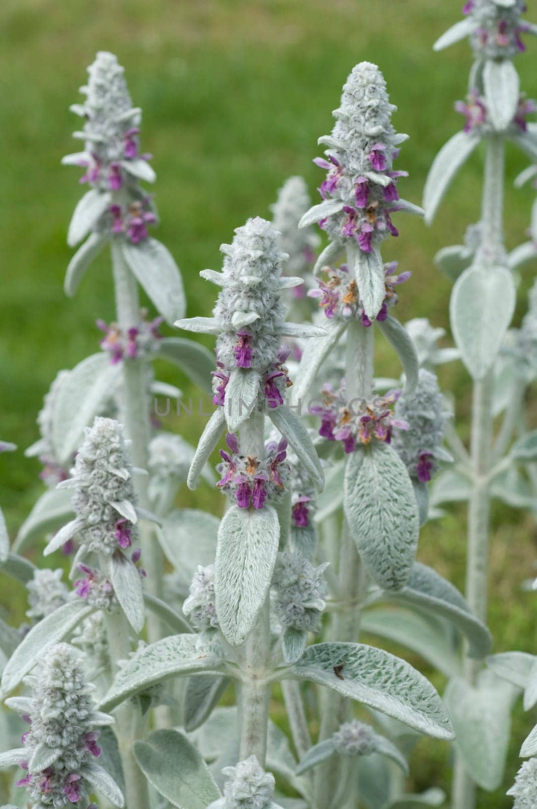 Wollziest, Stachys, byzantina, Eselsohr