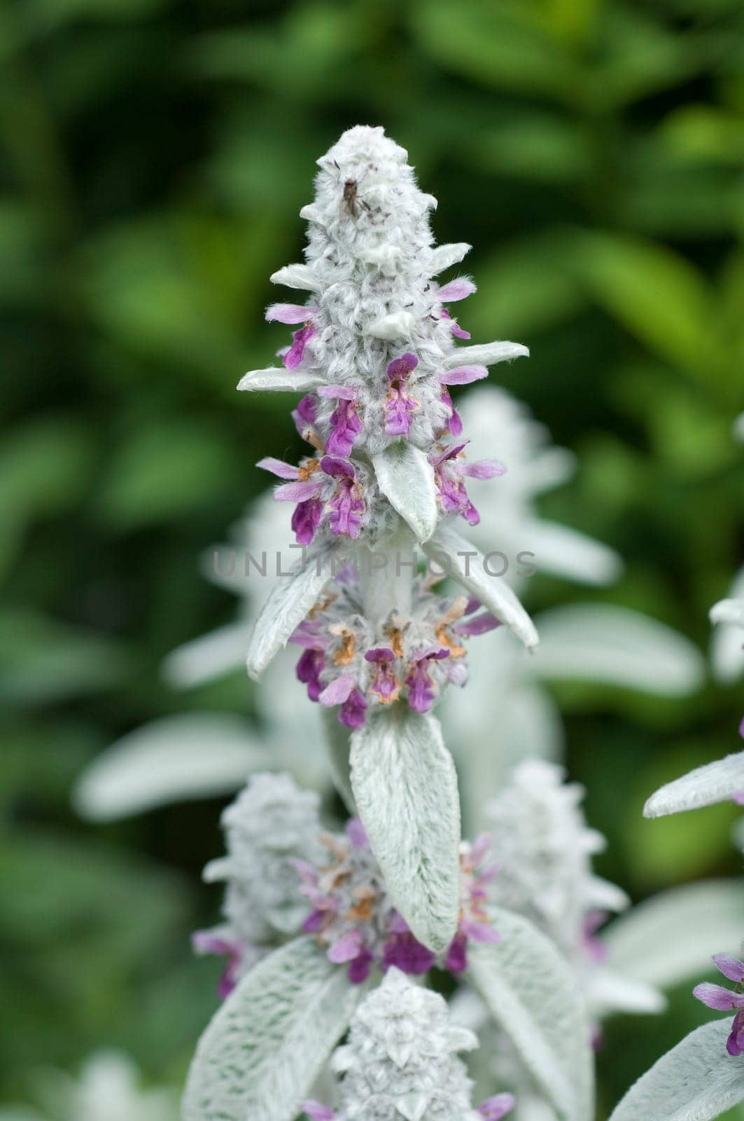 Wollziest, Stachys, byzantina, Eselsohr