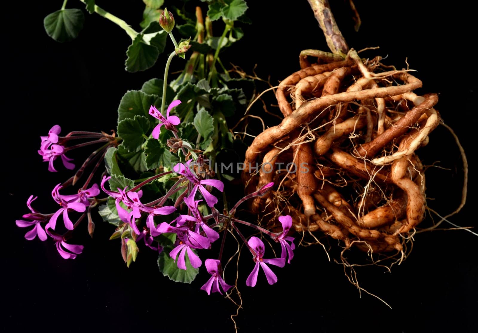 Umckaloabo, Pelargonium, reniforme, Wurzel