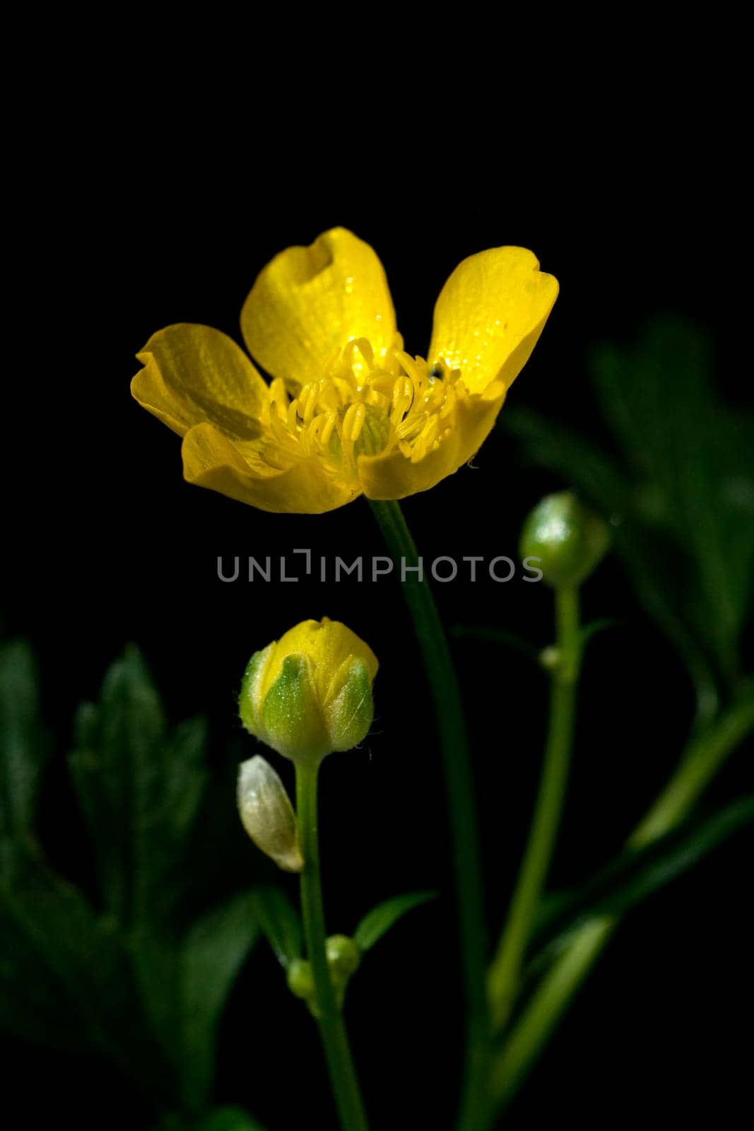 Kriechender Hahnenfuss  Ranunculus repens