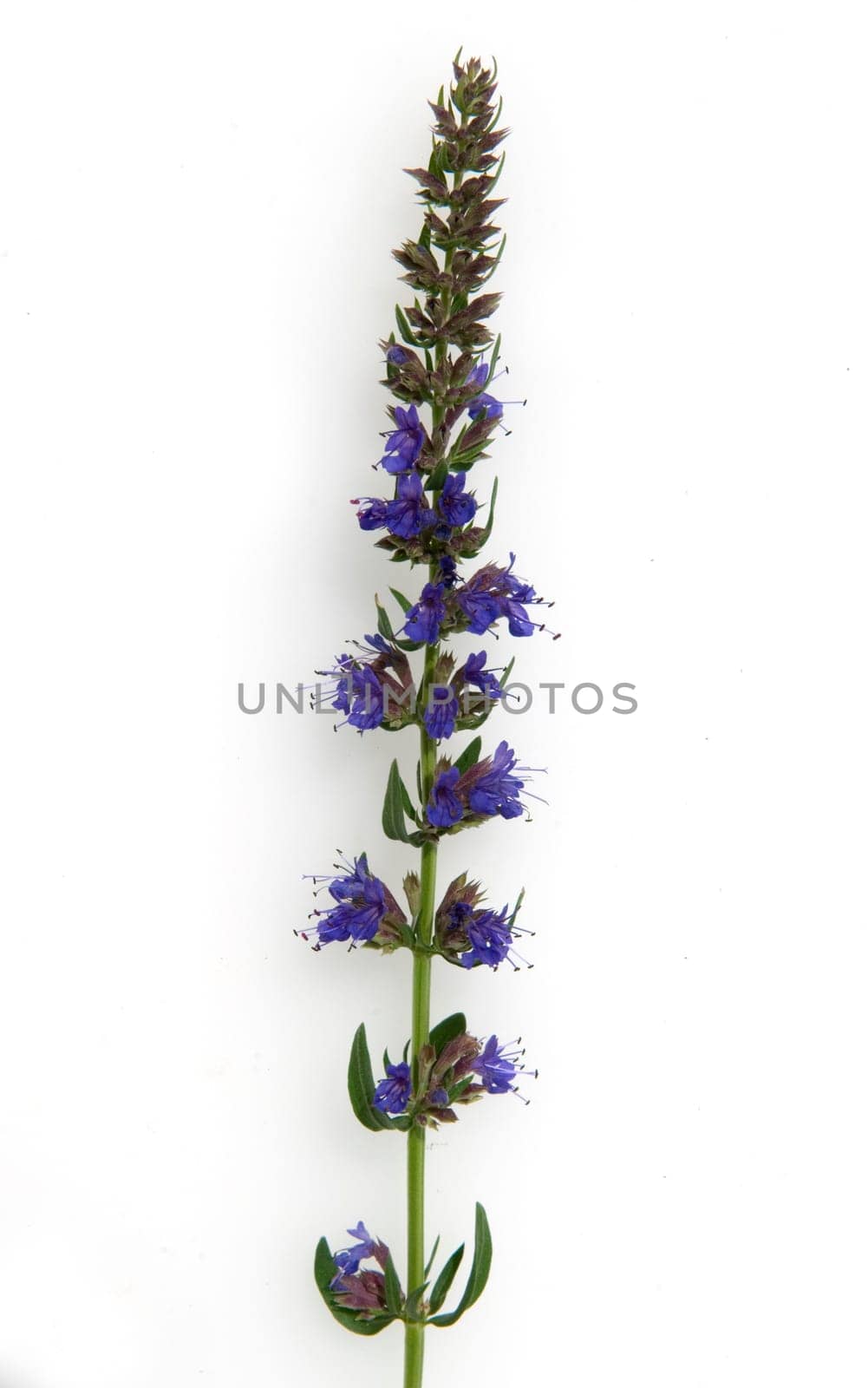 Ysop  Hyssopus officinalis