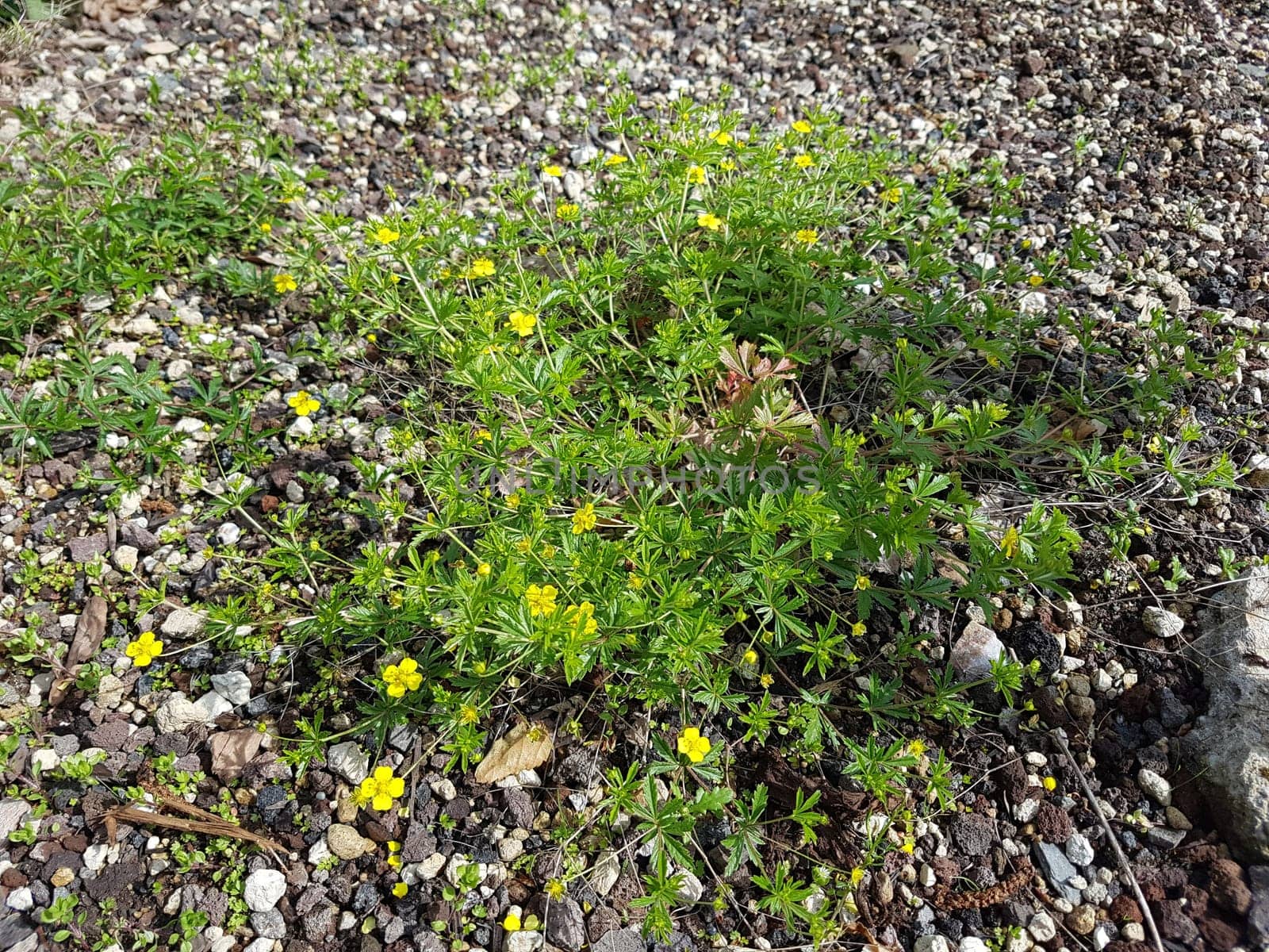Kriechendes Fingerkraut, Potentilla reptans