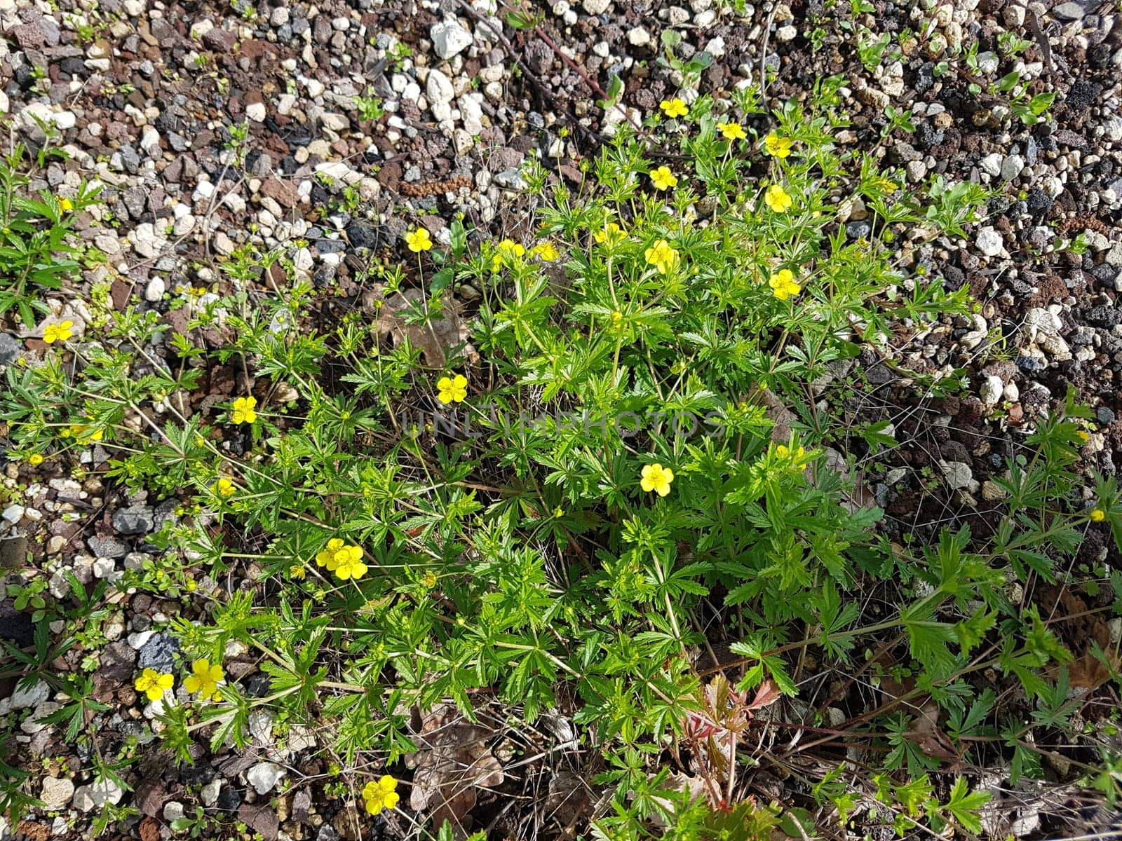 Kriechendes Fingerkraut, Potentilla reptans