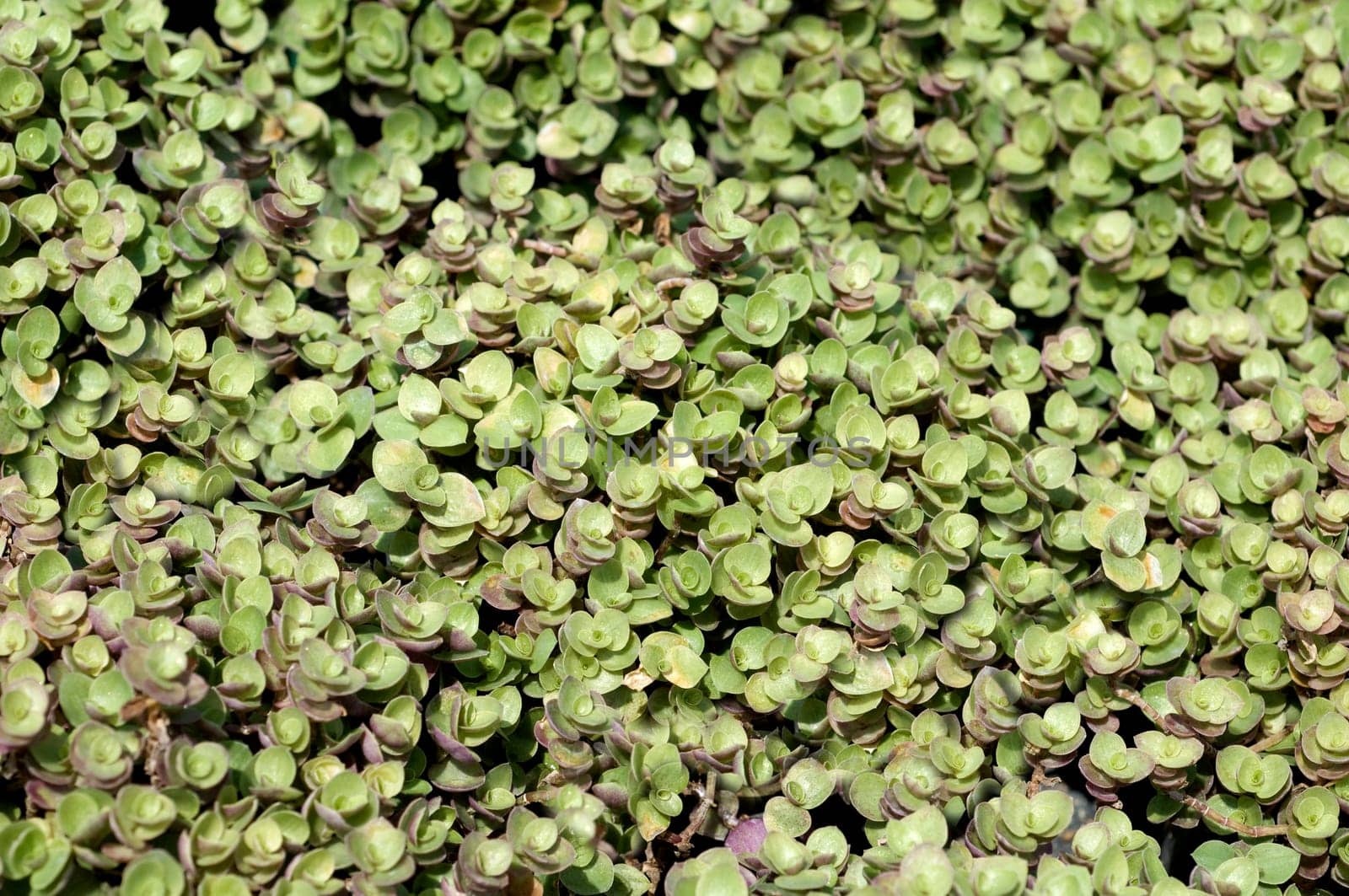 Kriechendes Schoenpolster  Callisia repens