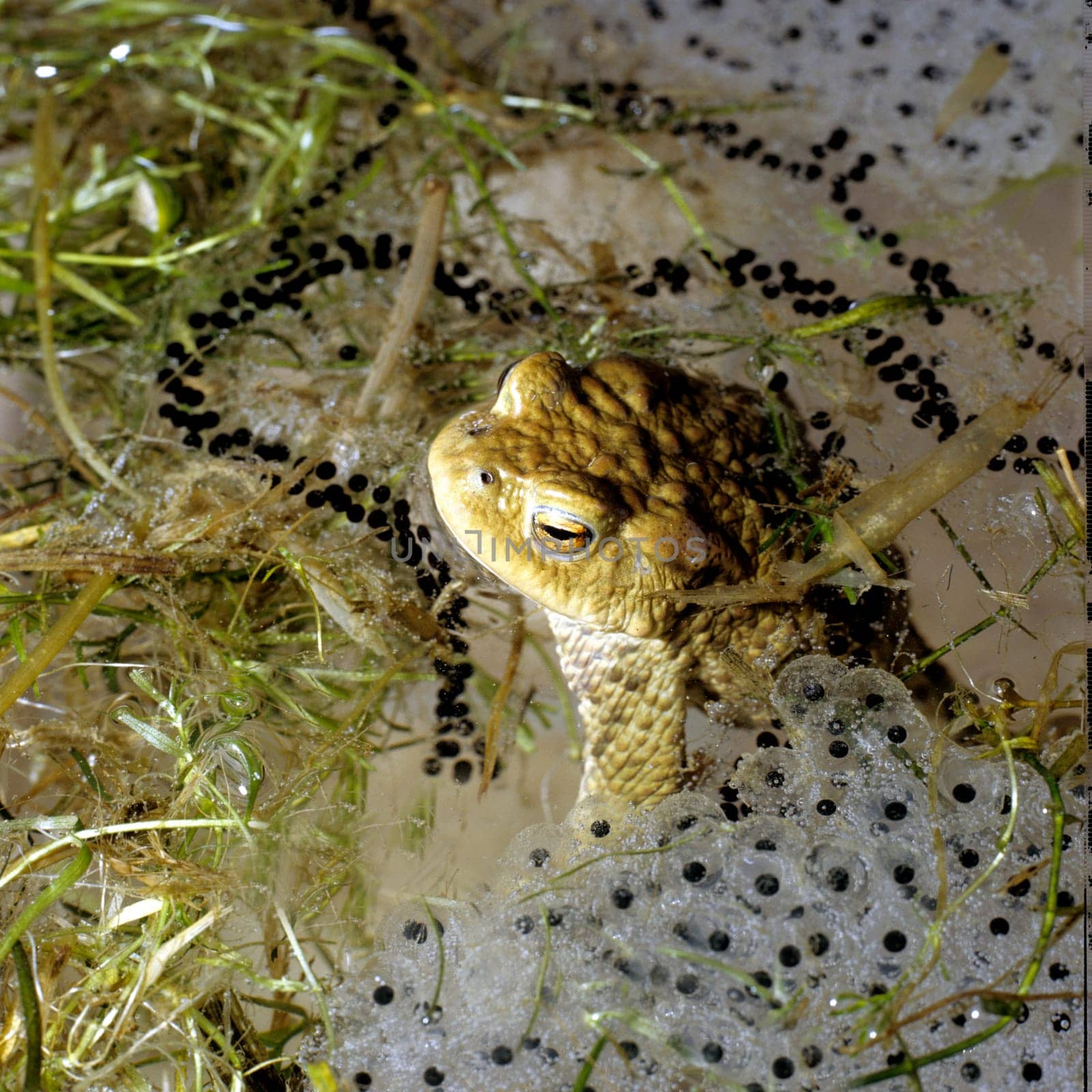 Kroete, Bufo bufo, Erdkroete, Laich