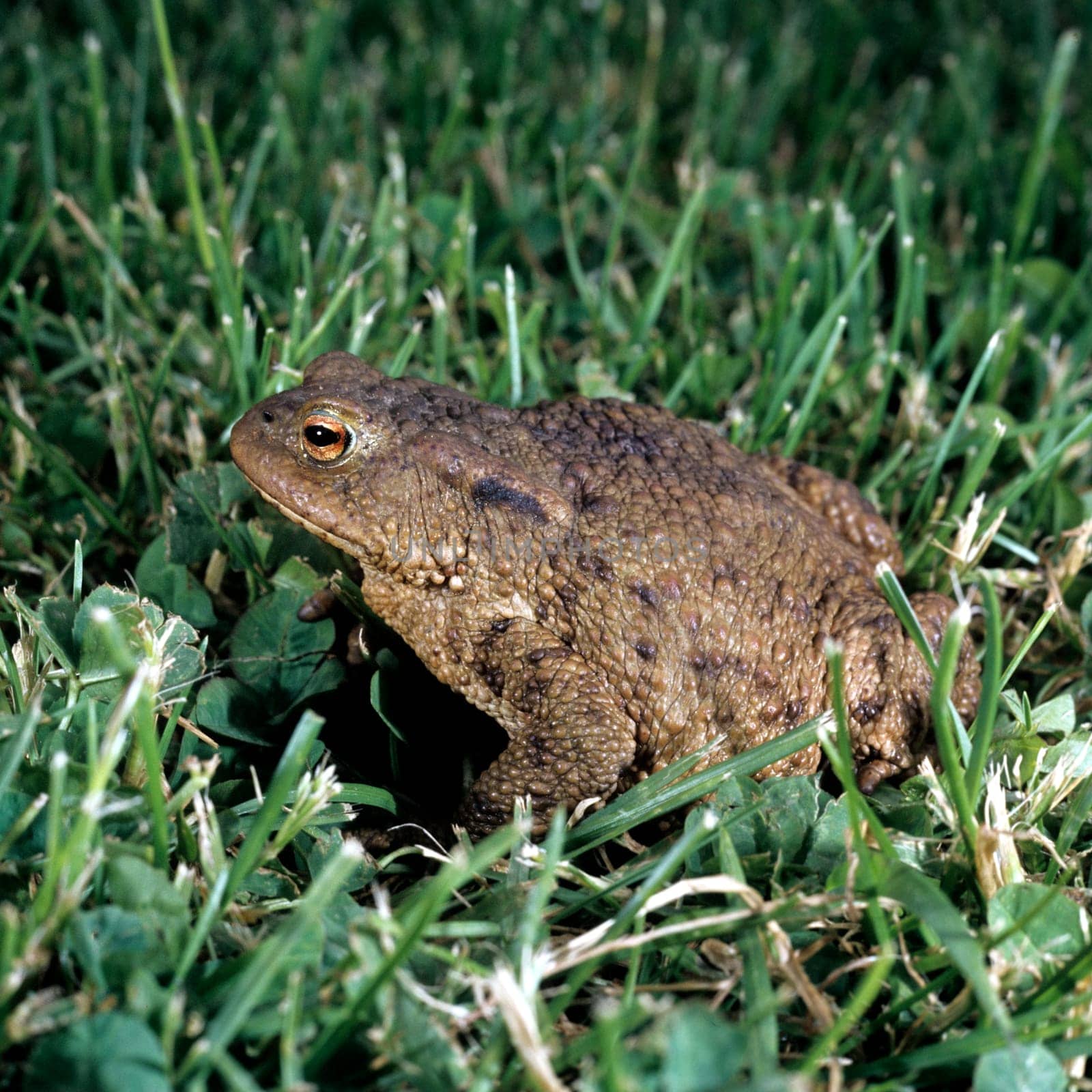 Kroete, Bufo bufo, Erdkroete