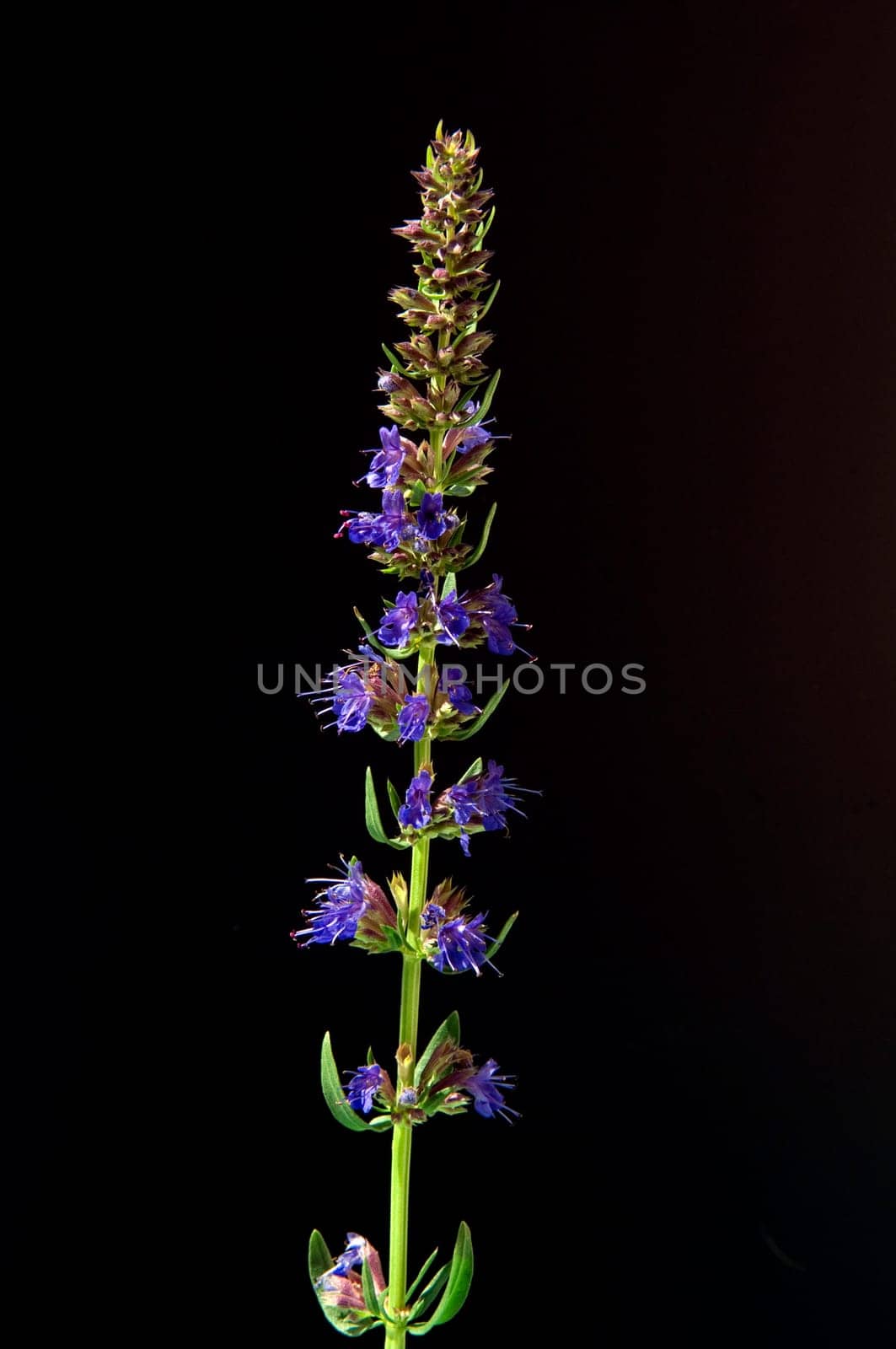 Ysop  Hyssopus officinalis