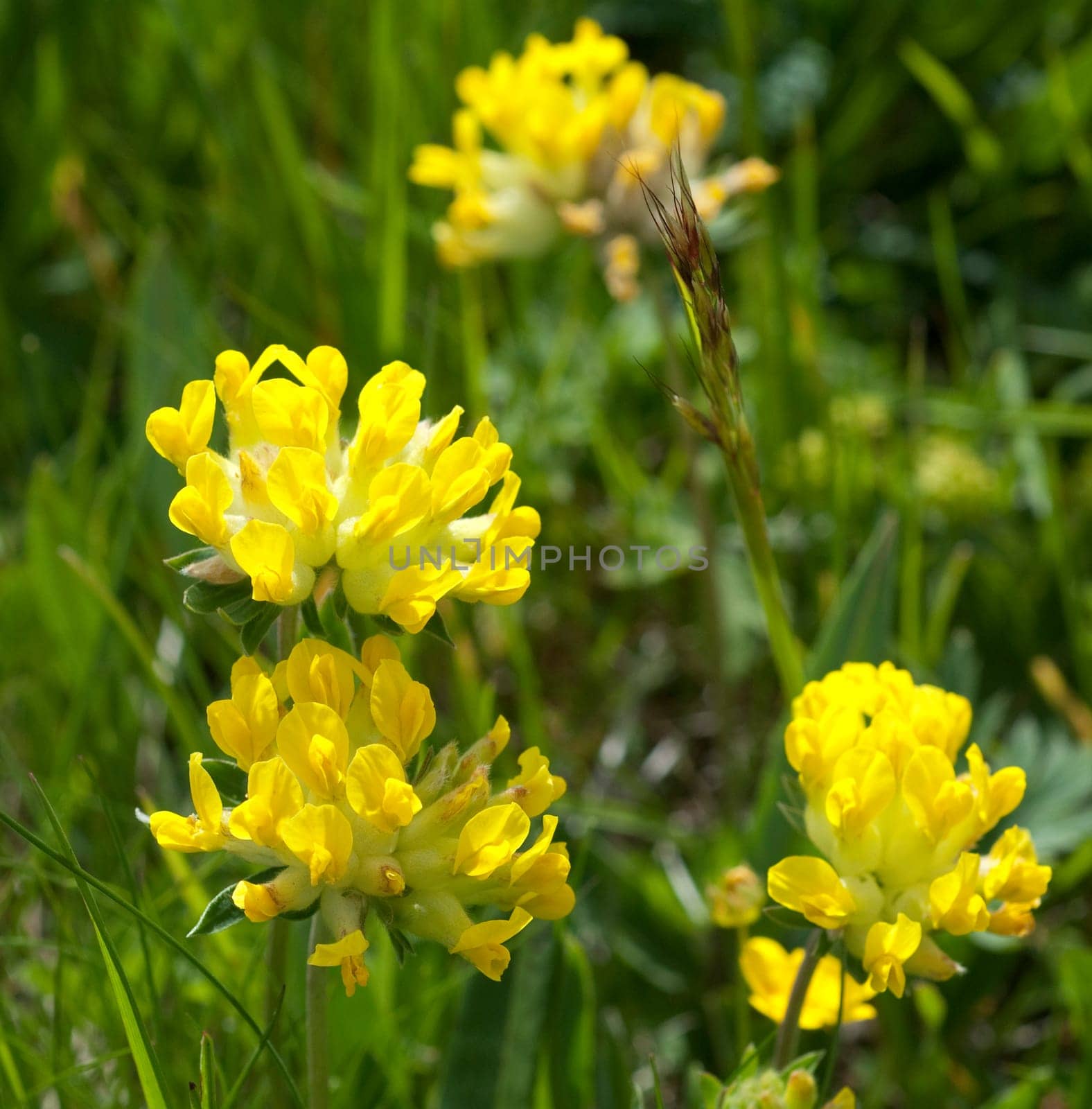 Wundklee, Anthyllis vulneraria