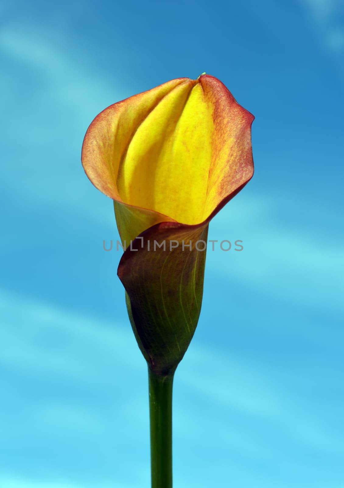 Zantedeschia, aethiopica, Zimmercalla, Calla