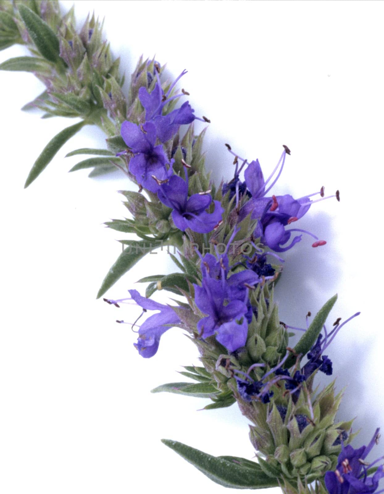 Ysop, Hyssopus, officinalis