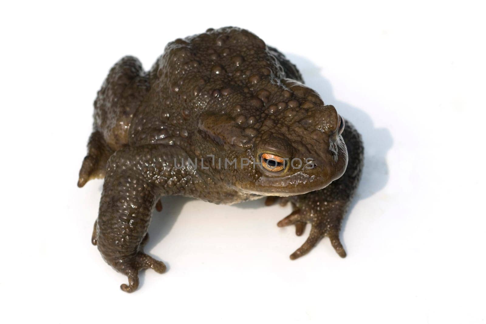 Kroete, Bufo bufo, Erdkroete
