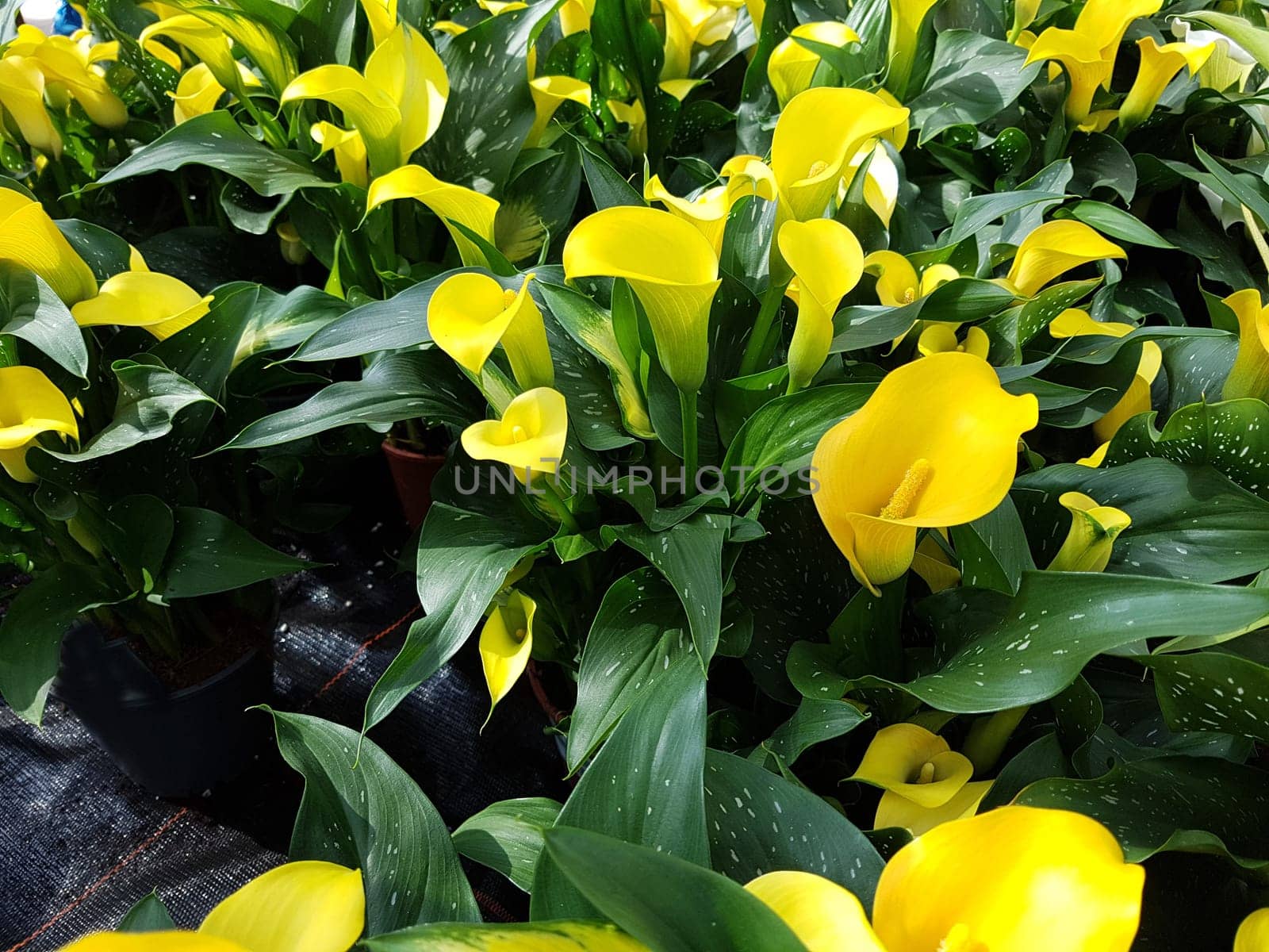 Zantedeschia, gelbe, Blueten