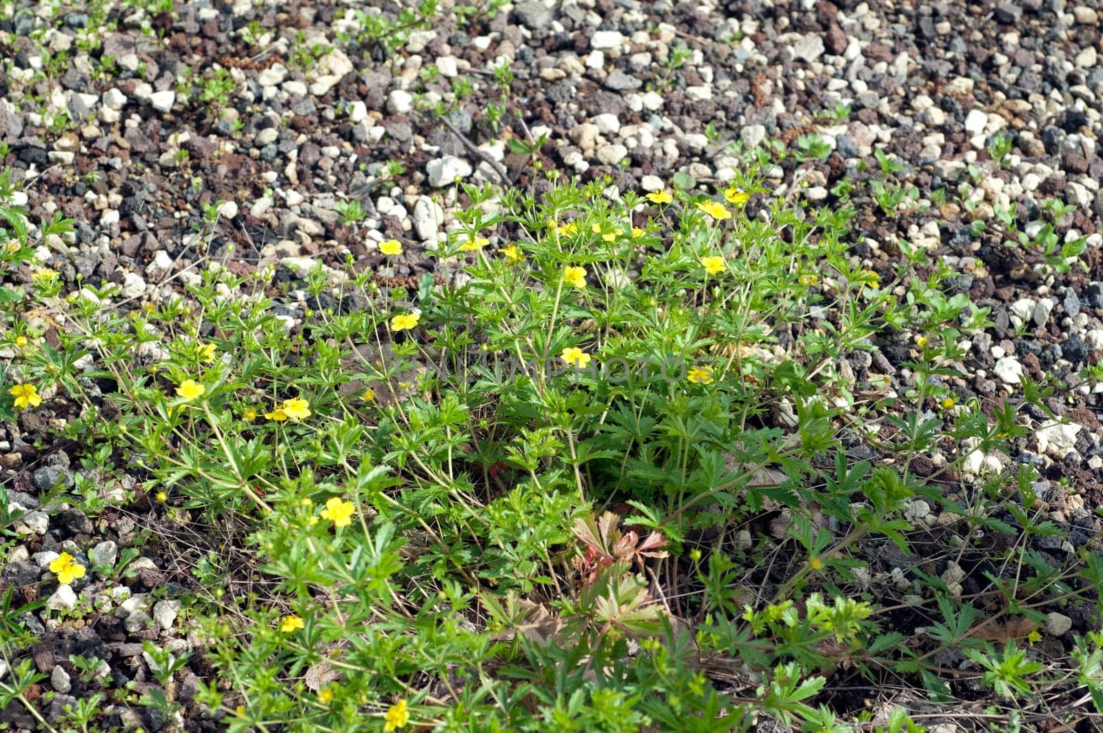 Kriechendes Fingerkraut, Potentilla reptans