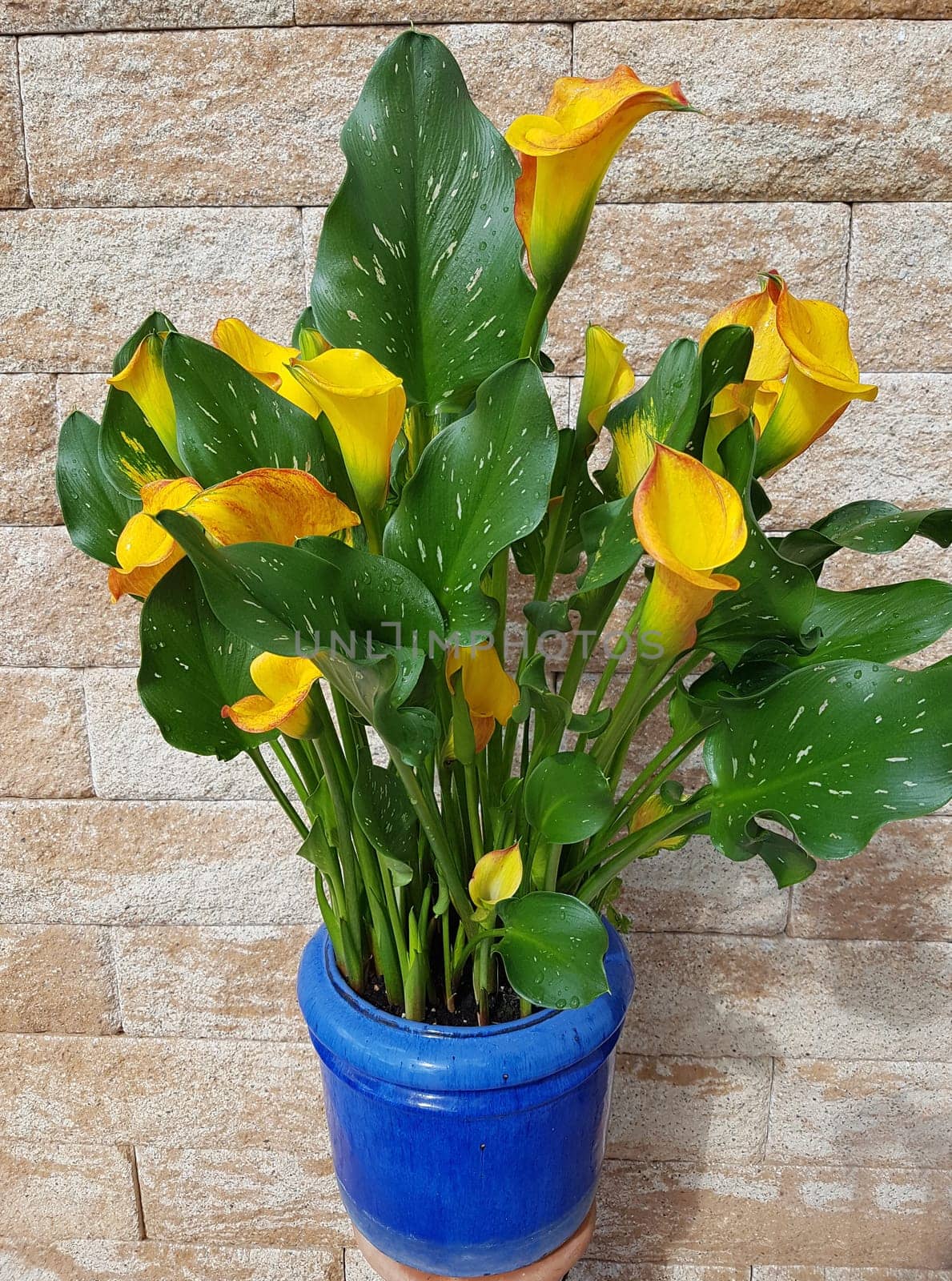 Zantedeschia, aethiopica, Zimmercalla, Calla