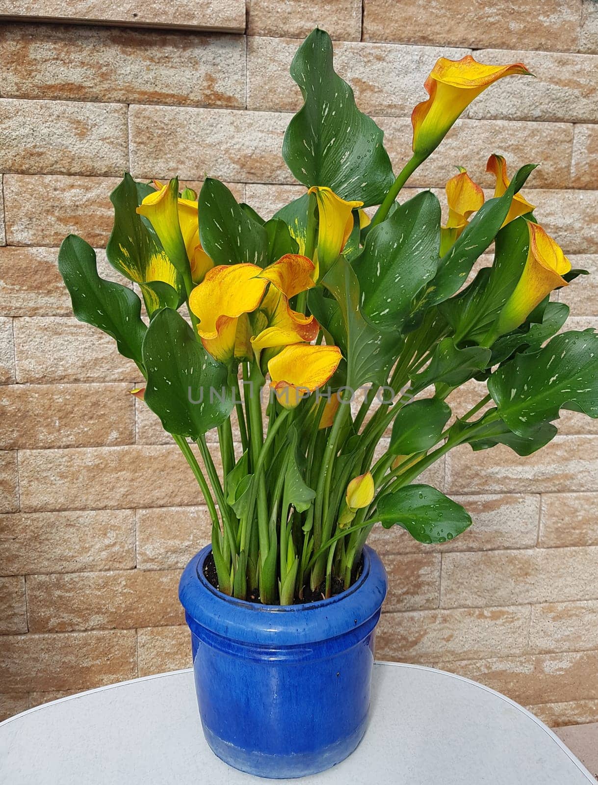 Zantedeschia, aethiopica, Zimmercalla, Calla