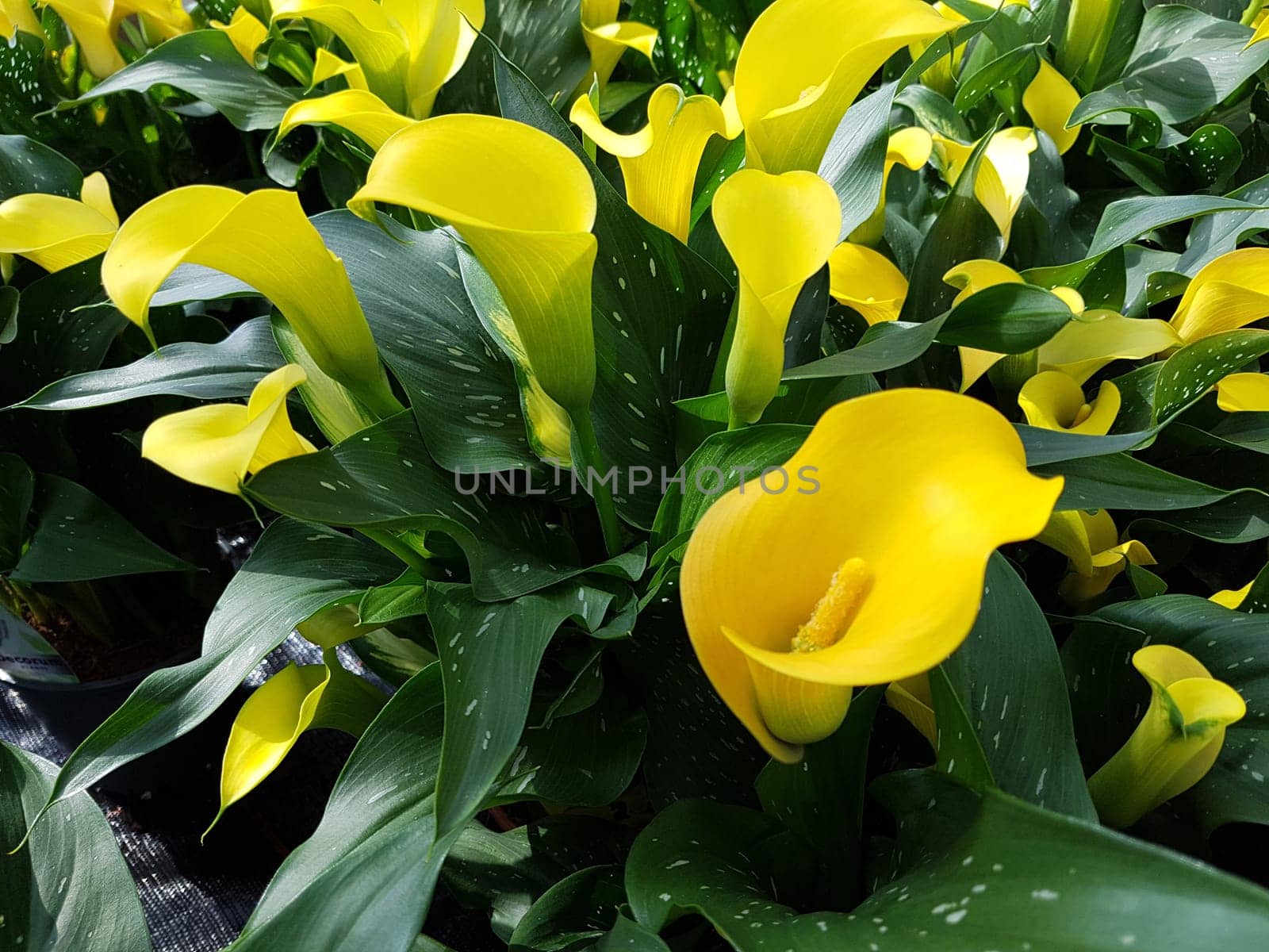 Zantedeschia, gelbe, Blueten