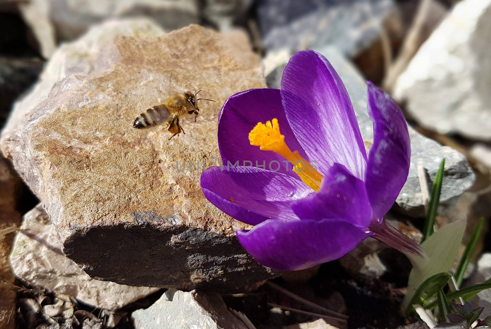 Krokus, Gartenkrokus, Biene