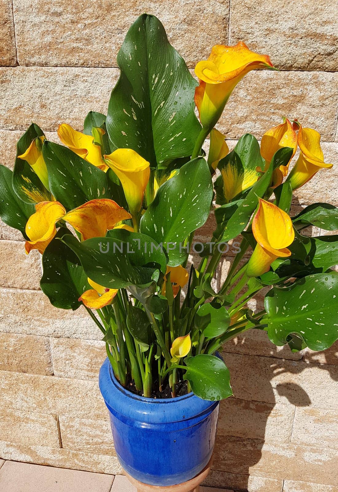Zantedeschia, aethiopica, Zimmercalla, Calla