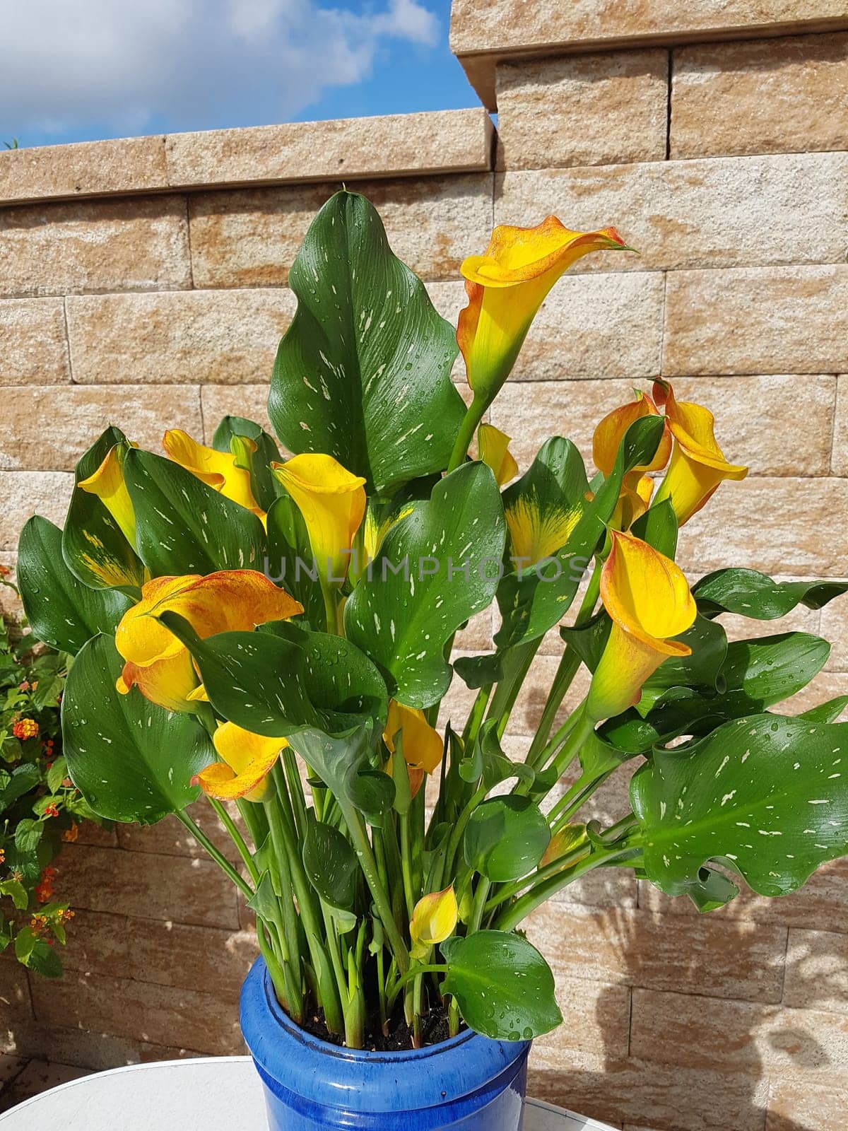Zantedeschia, aethiopica, Zimmercalla, Calla