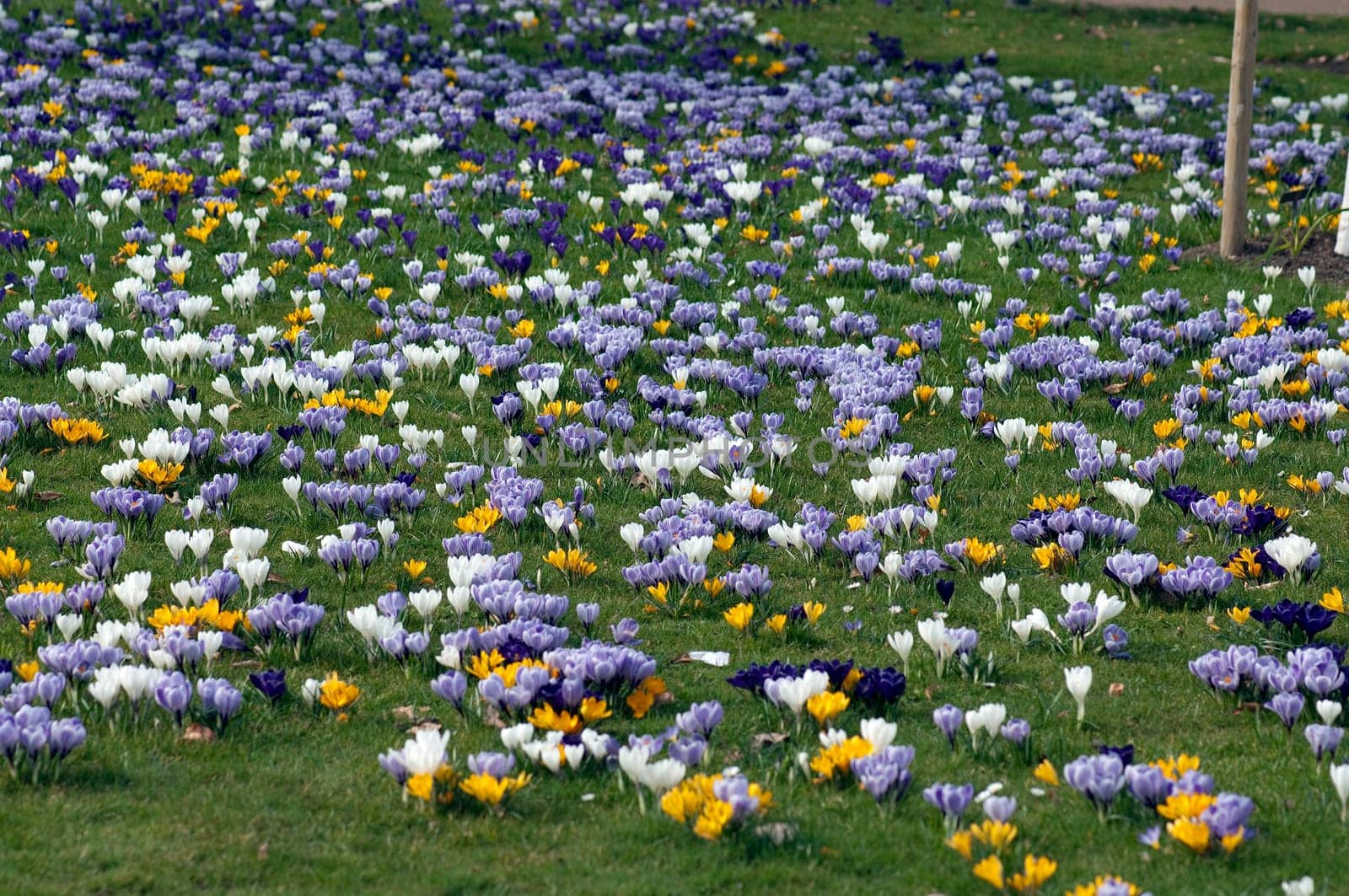 Blumenwiese, Krokusse