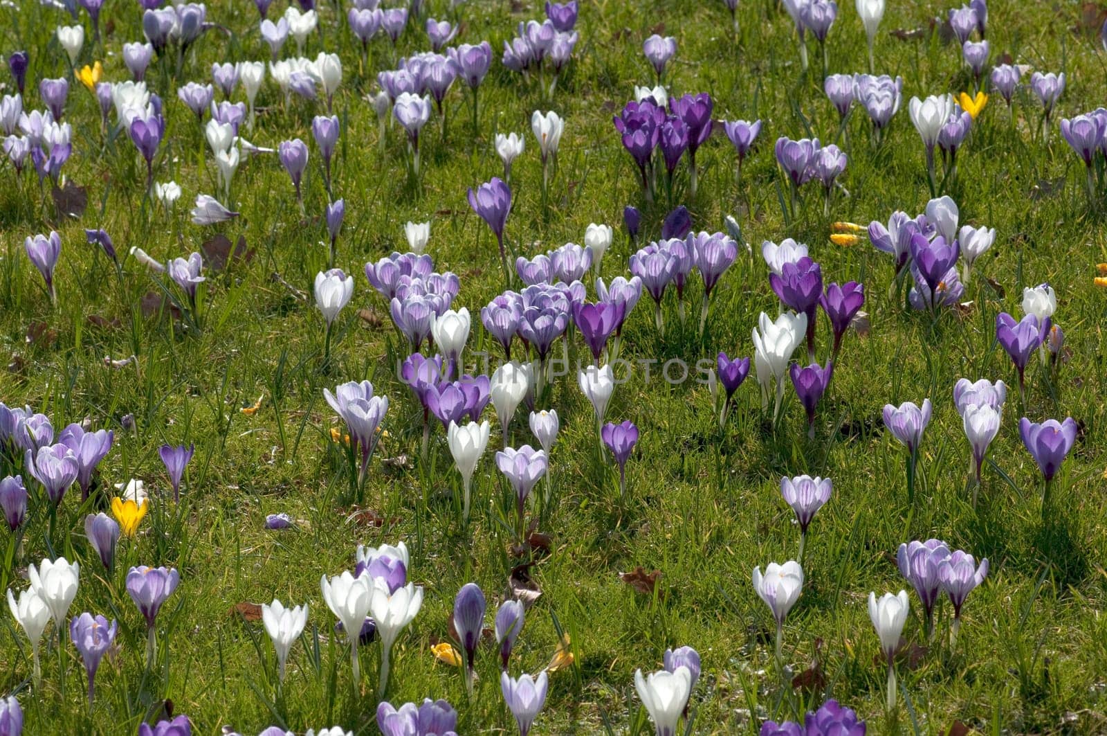Blumenwiese, Krokusse