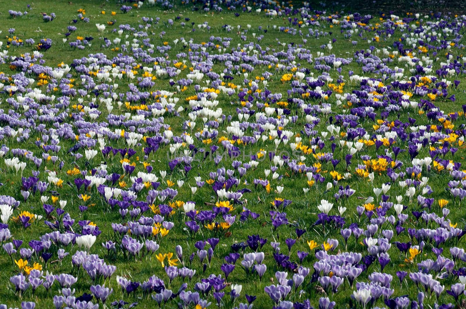 Blumenwiese, Krokusse