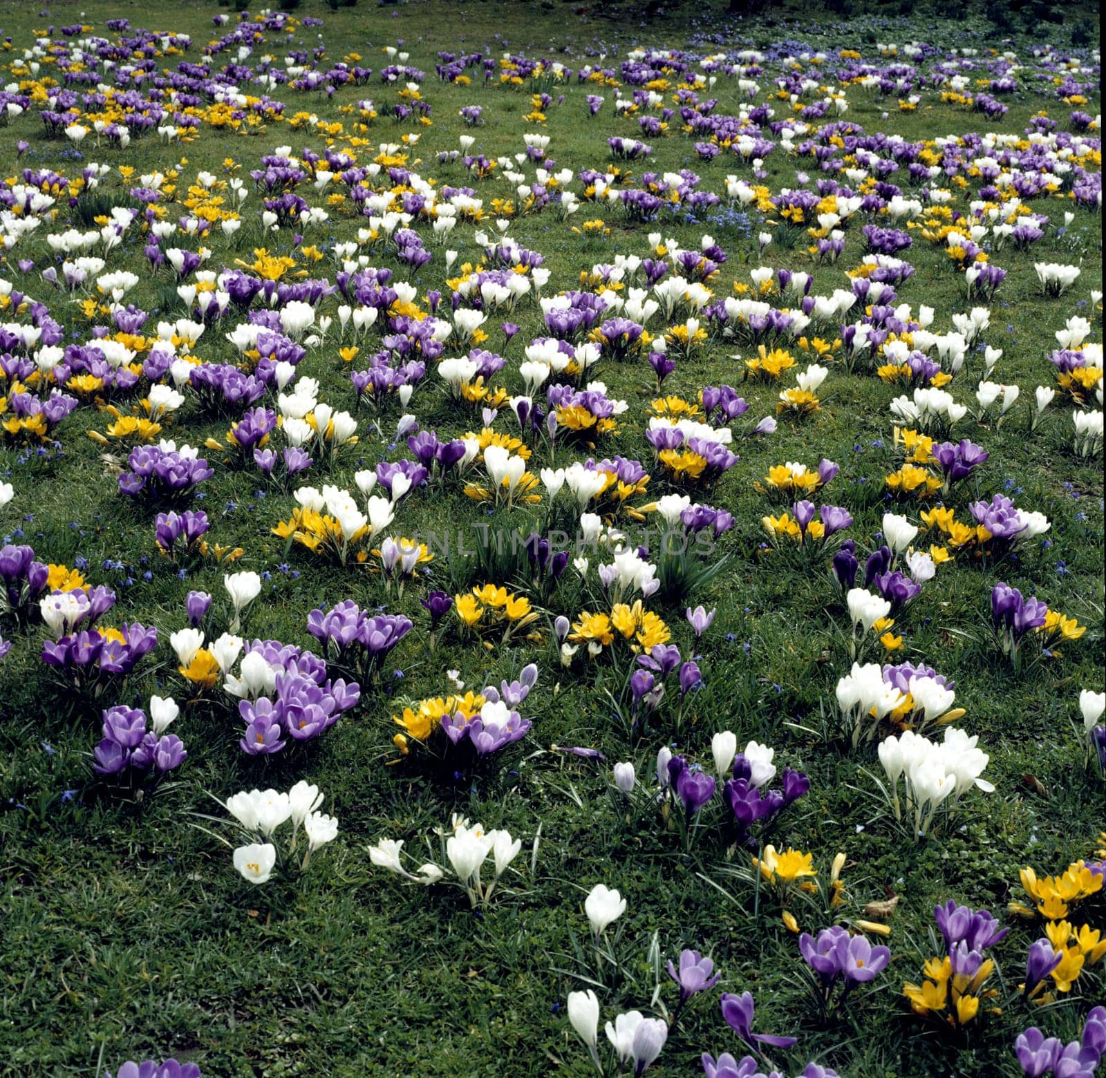 Gartenkrokus, Krokus, Crocus, Vernus
