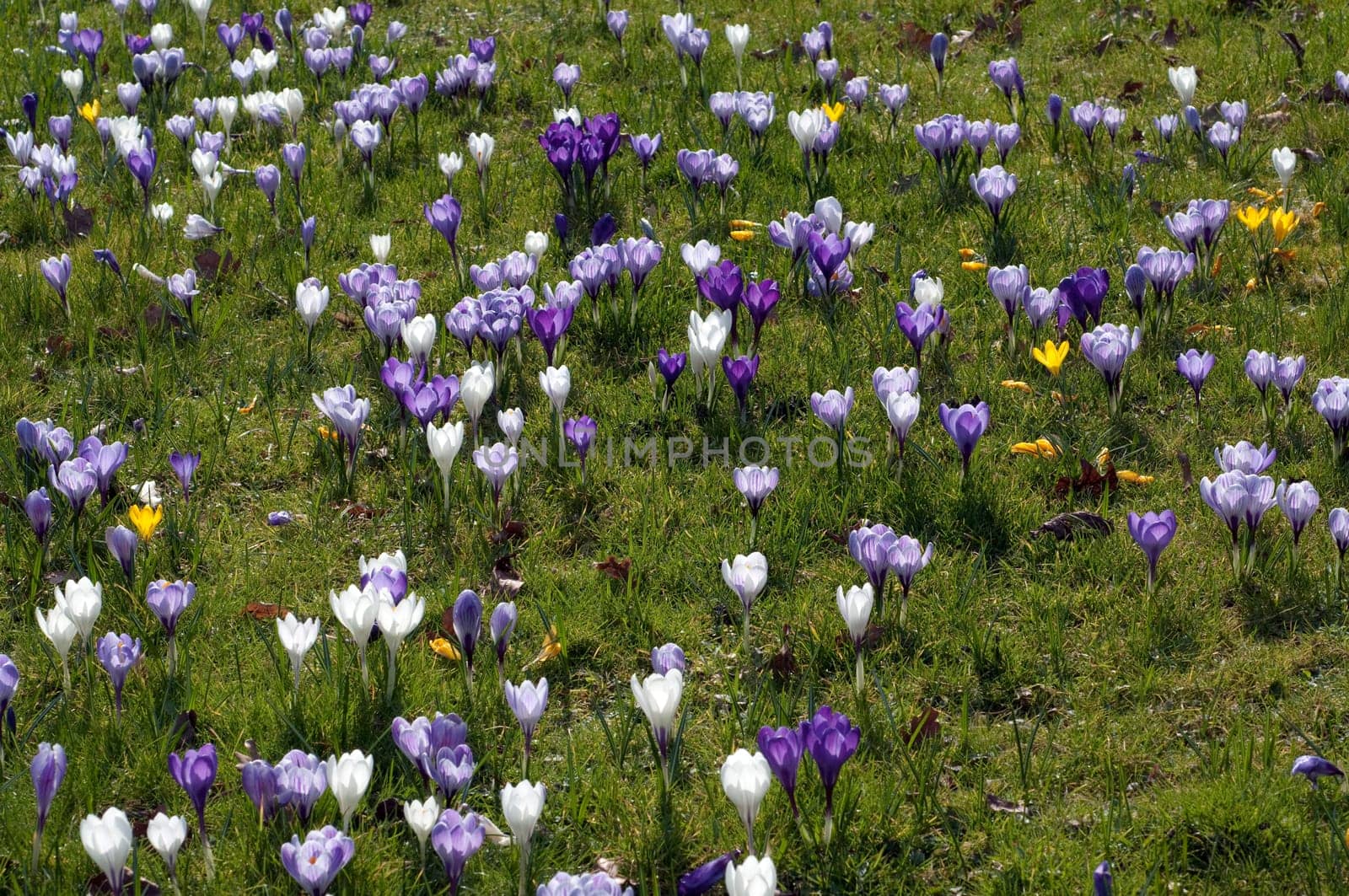 Blumenwiese, Krokusse
