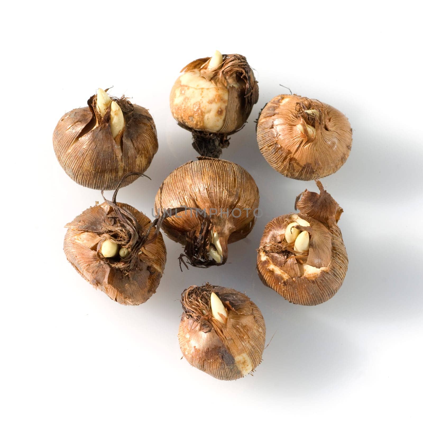 Gartenkrokus, Krokus, Crocus, Krokuszwiebeln, Vernus