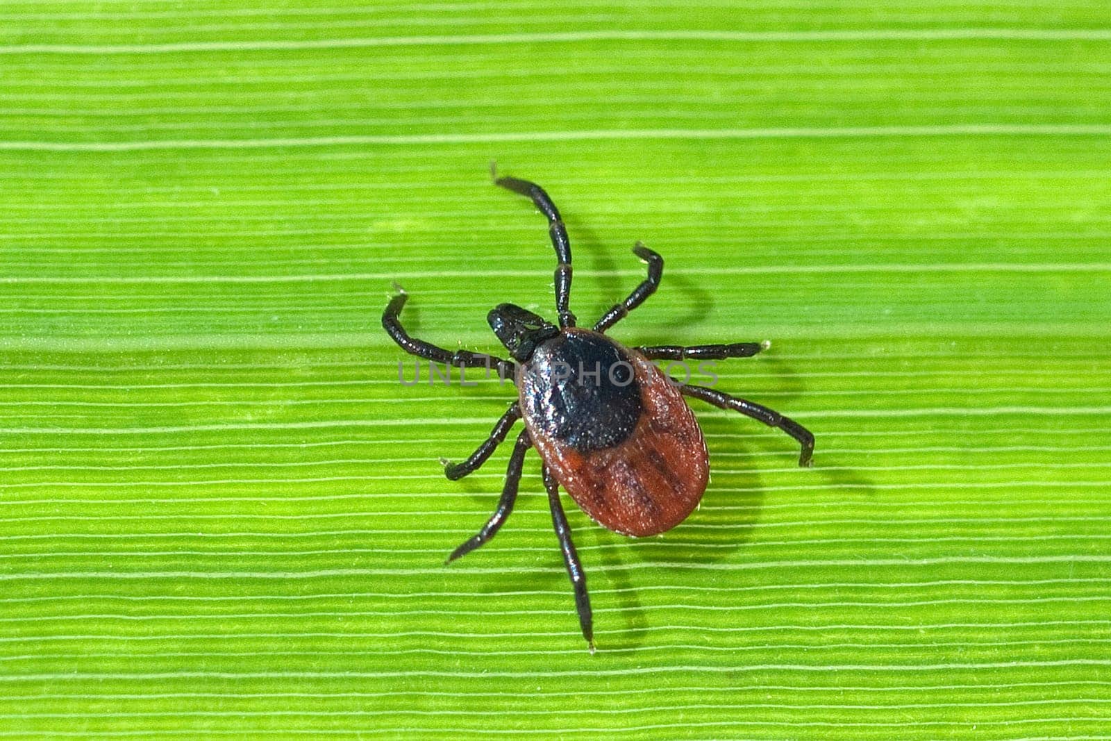 Zecke  Holzbock  Ixodes  ricinus