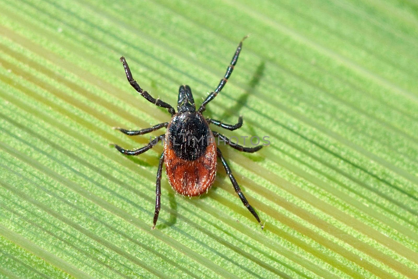 Zecke  Holzbock  Ixodes  ricinus