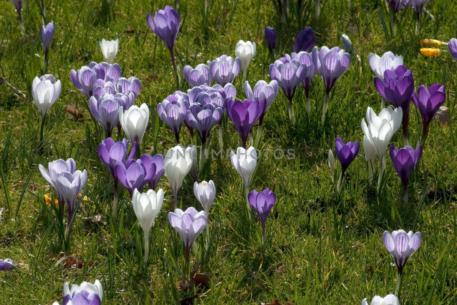 Blumenwiese, Krokusse