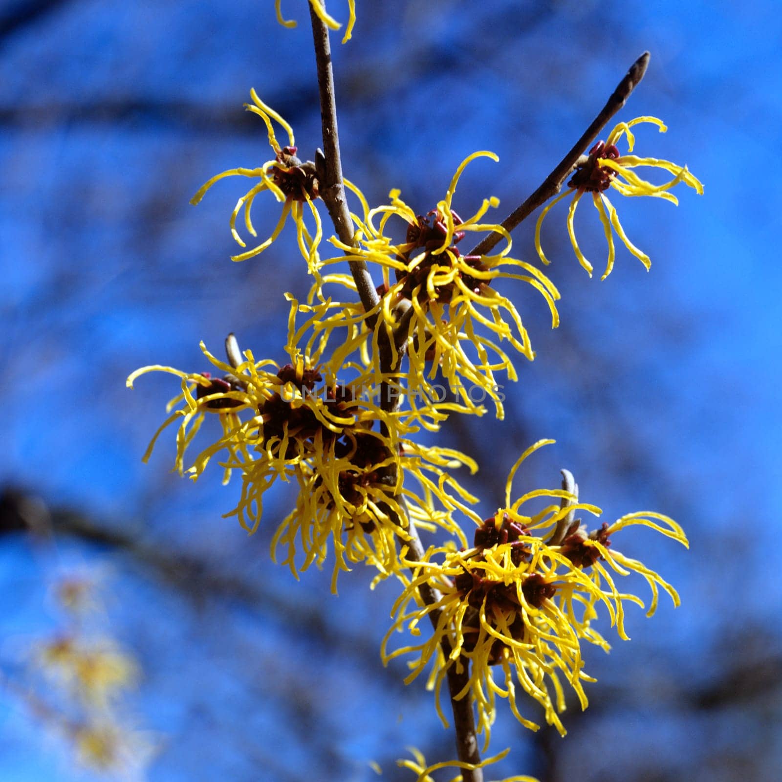 Zaubernuss, Hamamelis