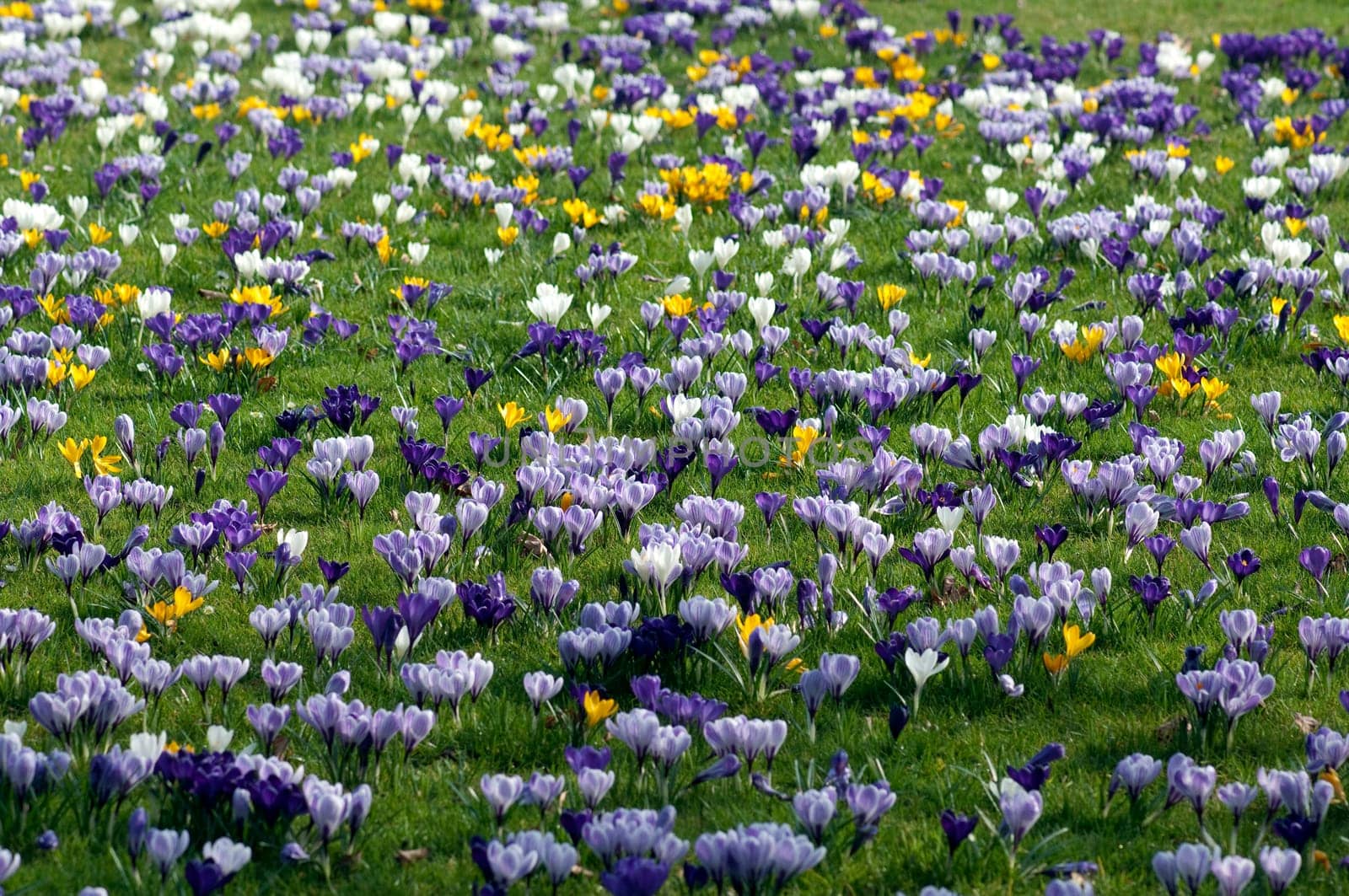 Blumenwiese, Krokusse