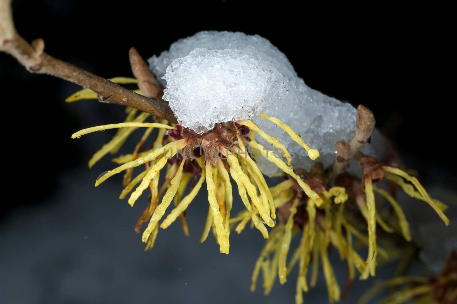 Zaubernuss  Schnee  Hamamelis  japonica
