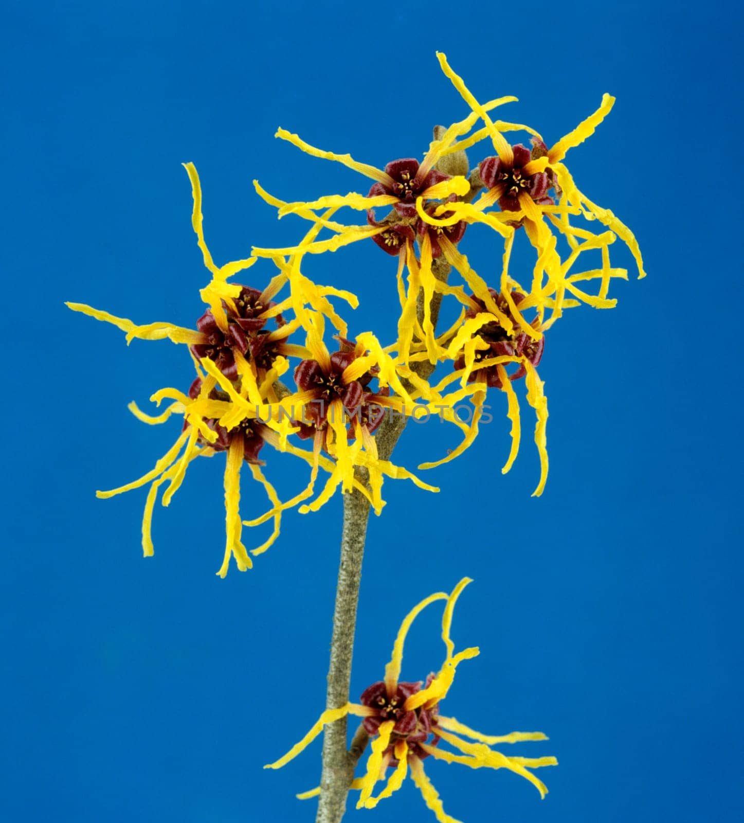 Zaubernuss  Hamamelis japonica