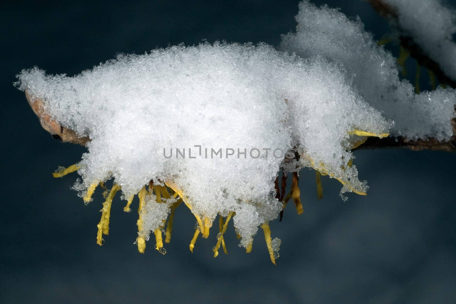Zaubernuss  Schnee  Hamamelis  japonica
