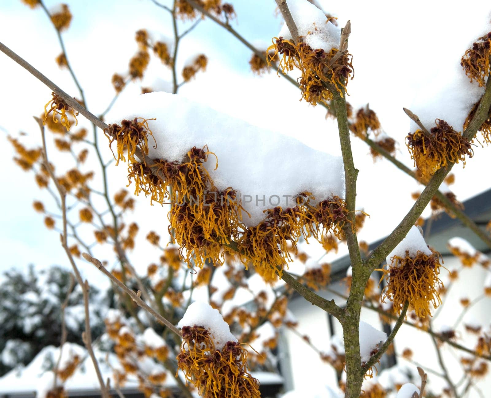 Zaubernuss, Hamamelis