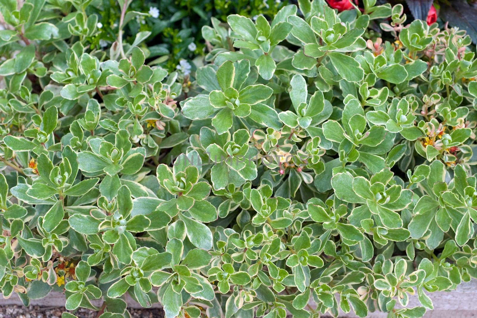 Spindelstrauch, Euonymus, fortunei