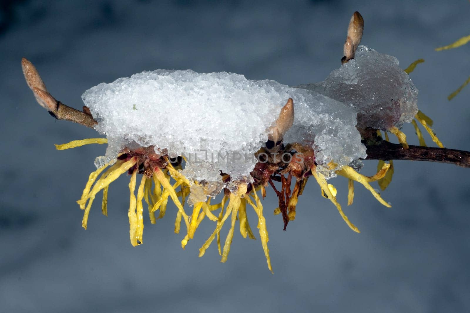 Zaubernuss  Schnee  Hamamelis  japonica