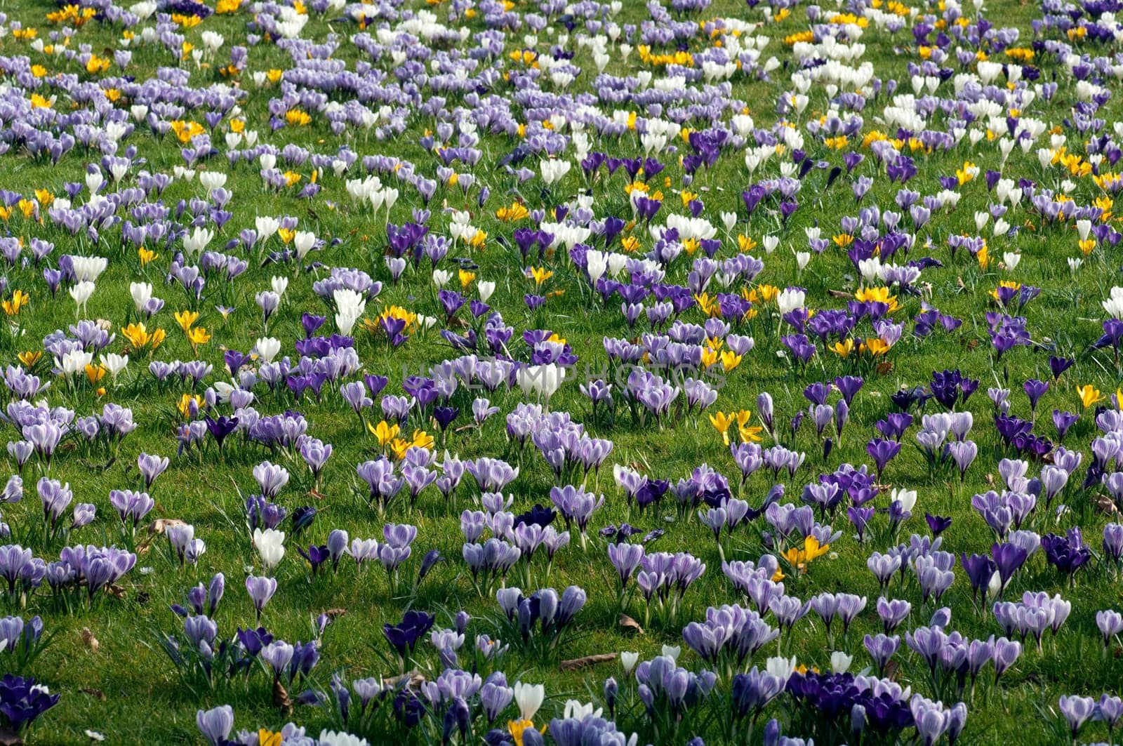 Blumenwiese, Krokusse