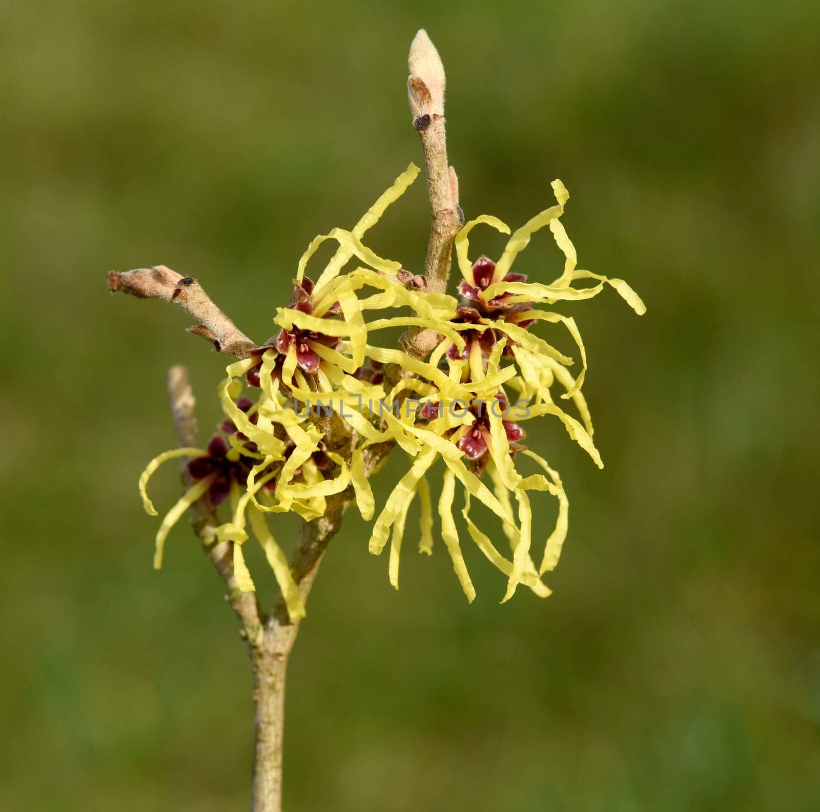 Zaubernuss, Hamamelis, japonica ist eine wichtige Heilpflanze und eine Duftpflanze mit gelben Blueten die im Winter blueht. Witch hazel, witch hazel, japonica is an important medicinal plant and a fragrant plant with yellow flowers that bloom in winter.