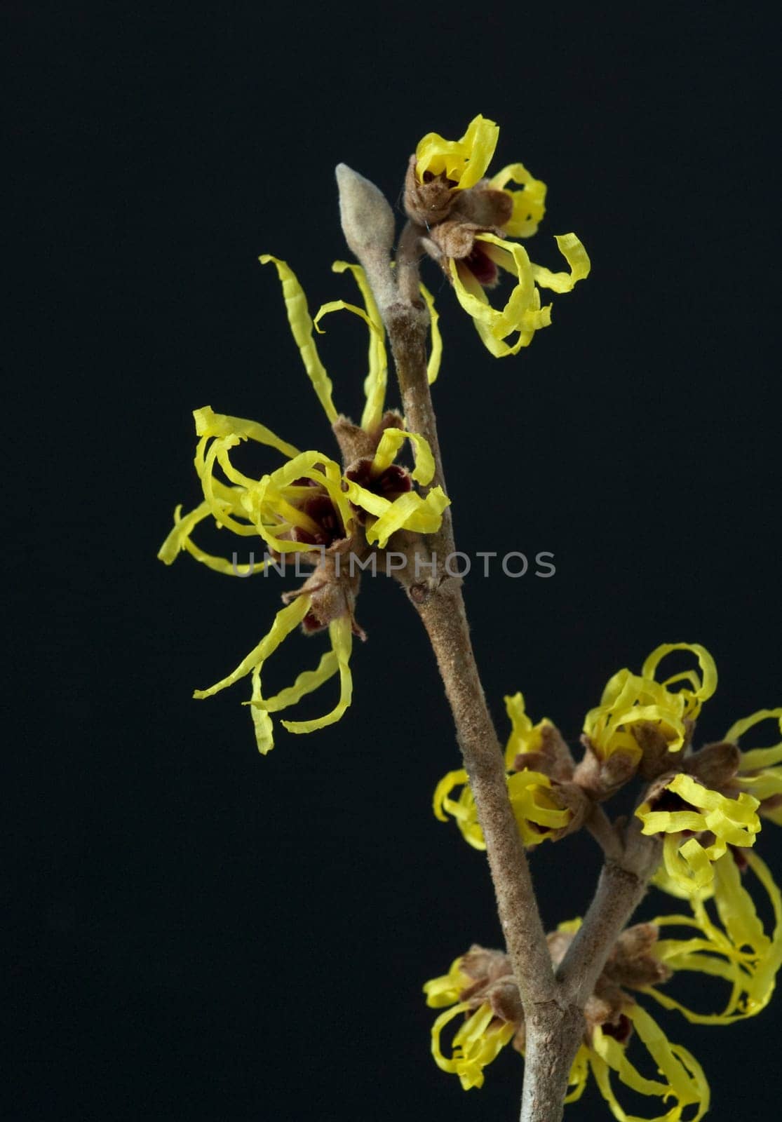 Zaubernuss, Hamamelis, japonica