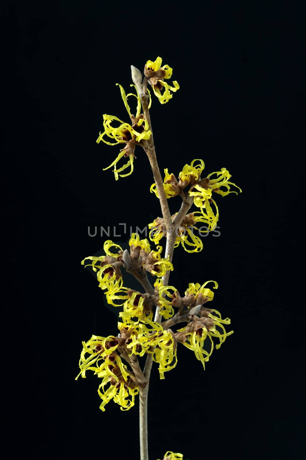 Zaubernuss, Hamamelis, japonica