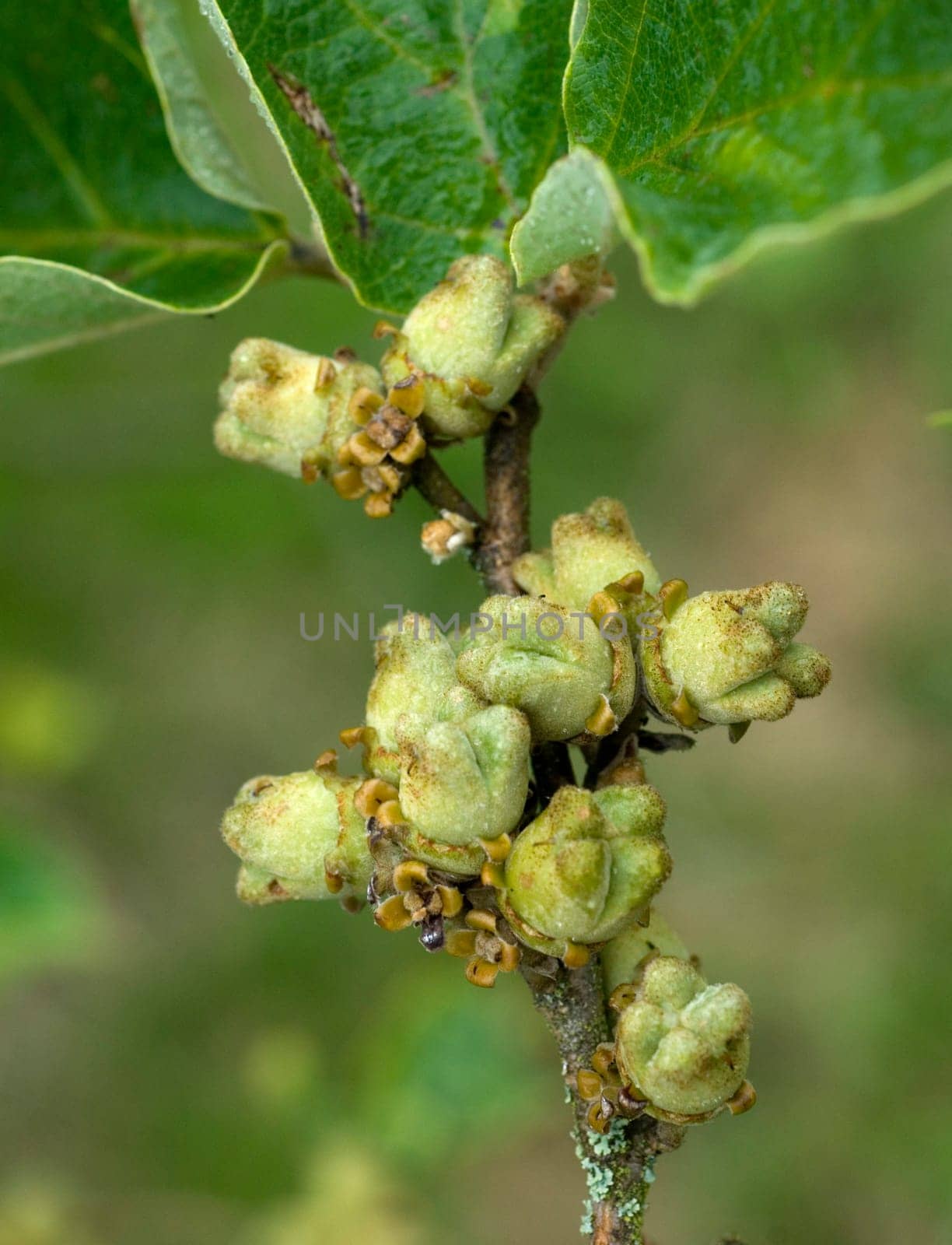 Zaubernuß, Hamamelis japonica, Nuesse