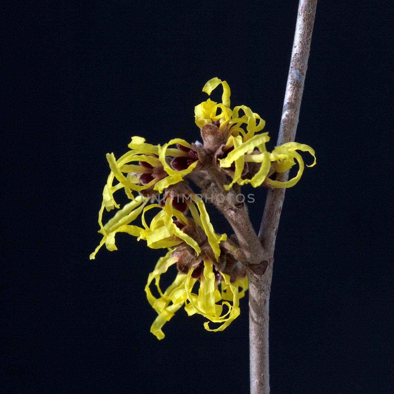 Zaubernuss, Hamamelis, japonica