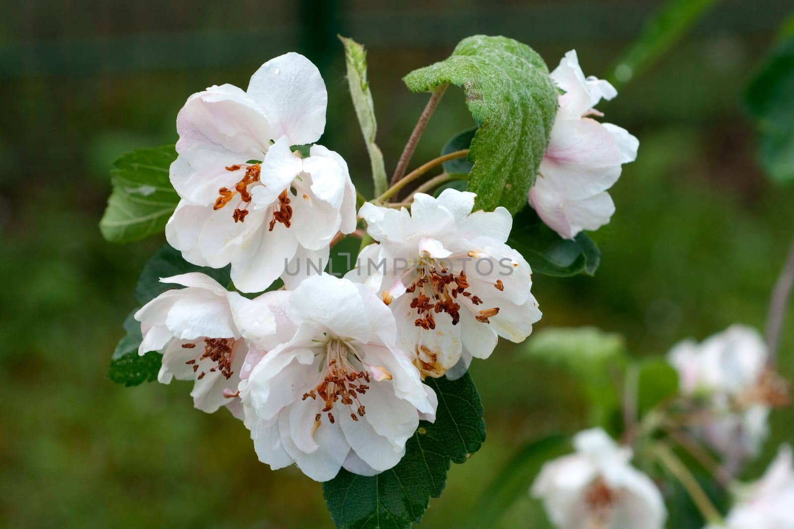 Kronen, Apfel, Malu, coronaria, Charlottae