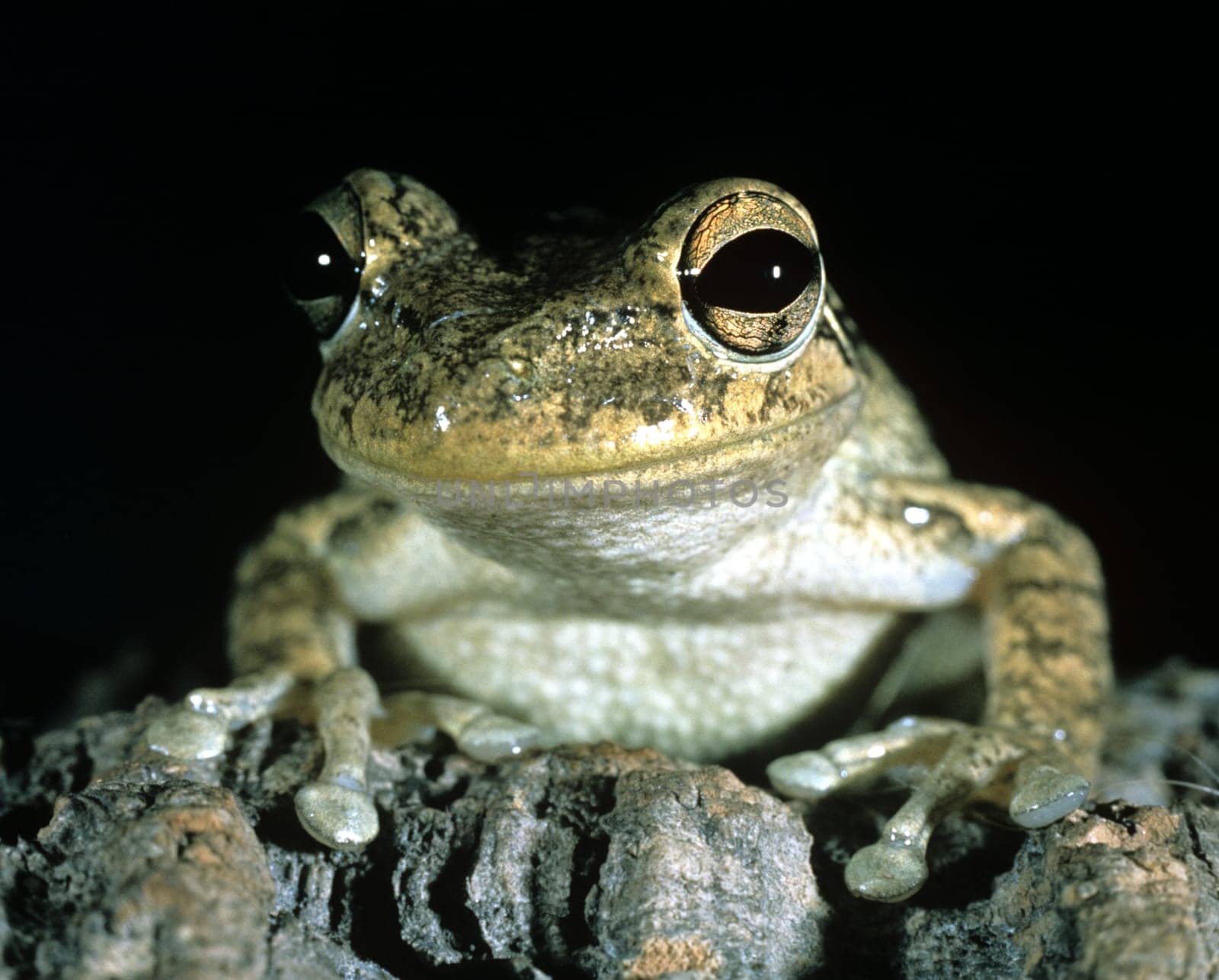Kubalaubfrosch, Osteopilus, septentrionalis