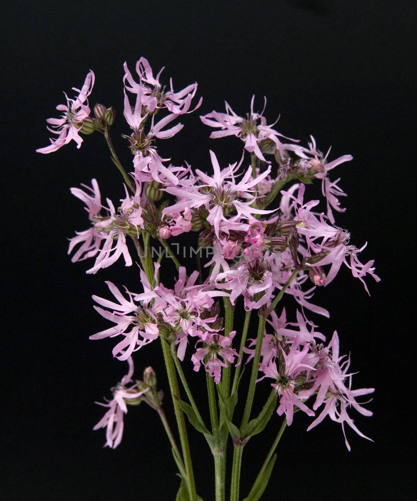 Kuckuckslichtnelke  Lychnis flos-cuculi, Wasserpflanzen