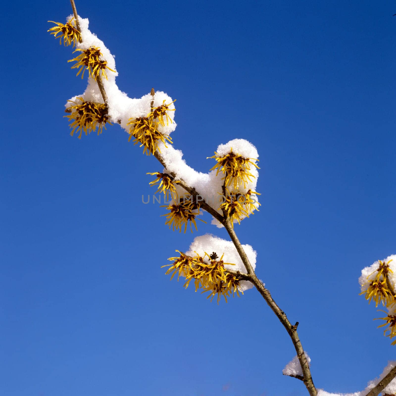 Zaubernuss, Hamamelis, japonica, Gehoelz, Winterblueher